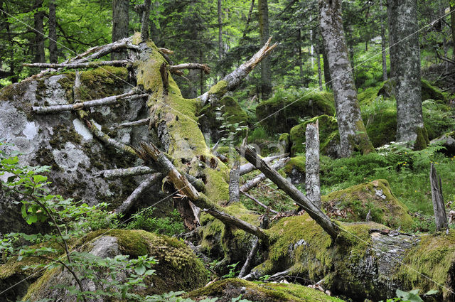 Moss