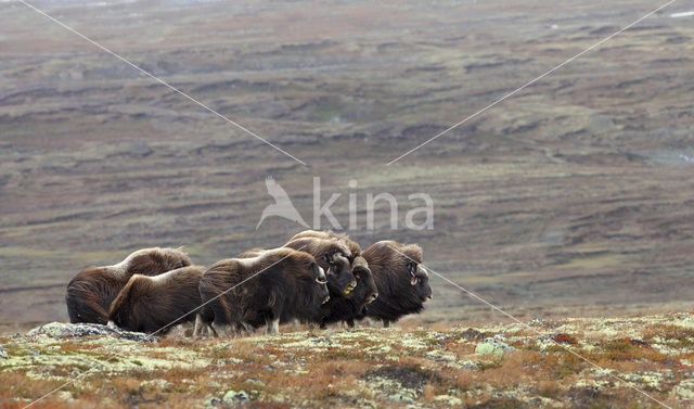 muskox (Ovibos moschatus)
