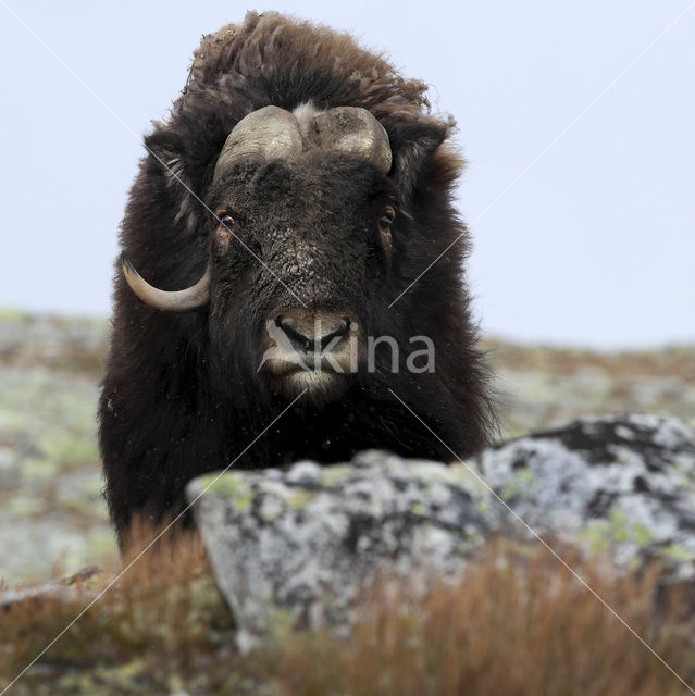 muskox (Ovibos moschatus)