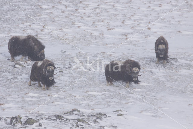 muskox (Ovibos moschatus)