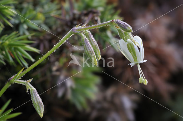 Nottingham Catchfly (Silene nutans)