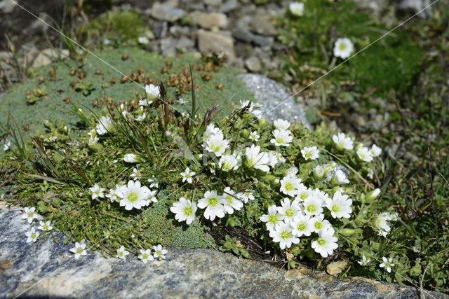 Nationaal Park Hohe Tauern