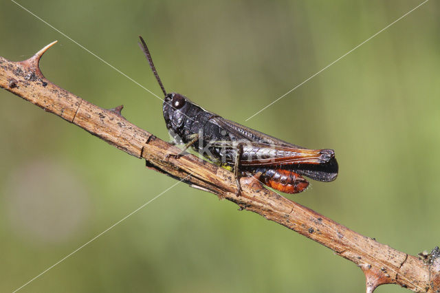 Negertje (Omocestus rufipes)