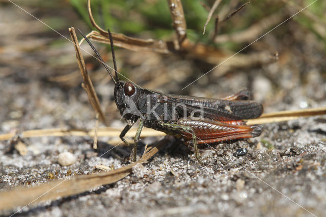 Negertje (Omocestus rufipes)