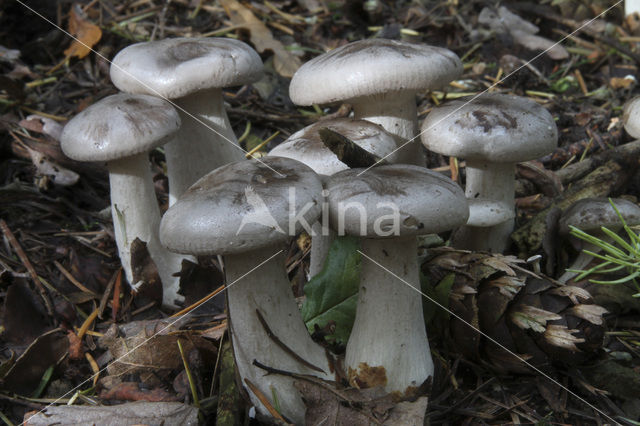 Nevelzwam (Clitocybe nebularis)