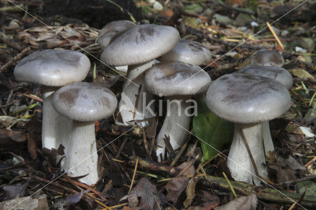 Nevelzwam (Clitocybe nebularis)