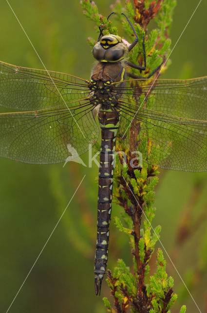 Subarctic Darner (Aeshna subarctica)