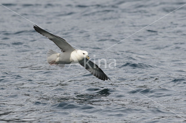 Northern Fulmar (Fulmarus glacialis)