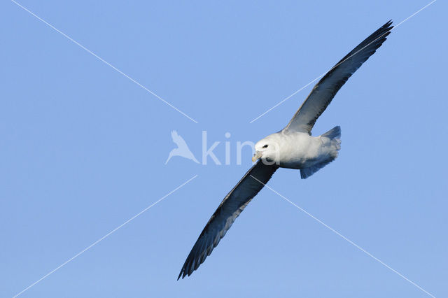 Noordse Stormvogel (Fulmarus glacialis)