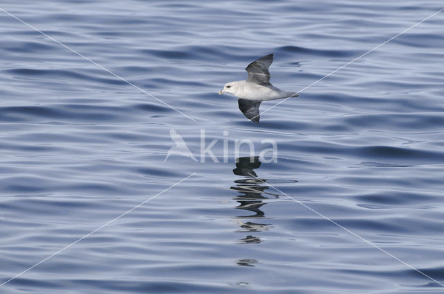 Noordse Stormvogel (Fulmarus glacialis)