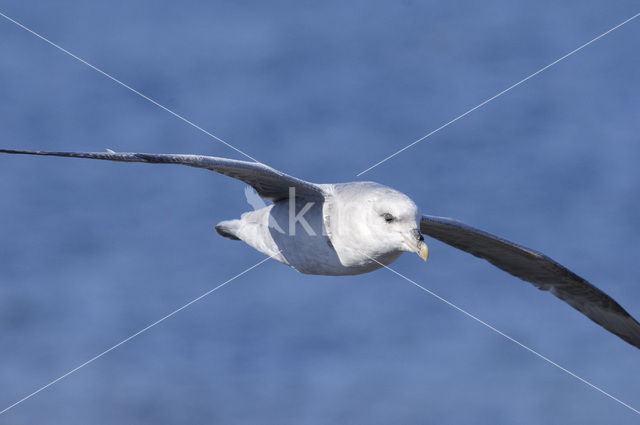 Noordse Stormvogel (Fulmarus glacialis)