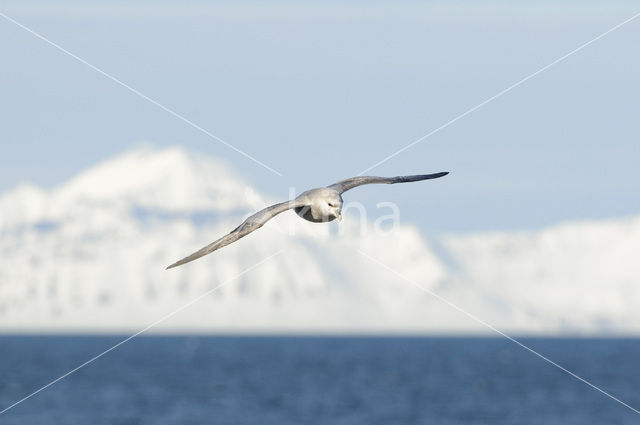 Noordse Stormvogel (Fulmarus glacialis)