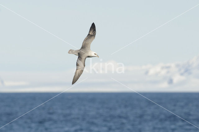 Noordse Stormvogel (Fulmarus glacialis)