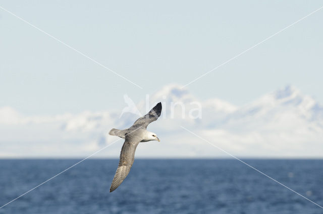 Noordse Stormvogel (Fulmarus glacialis)