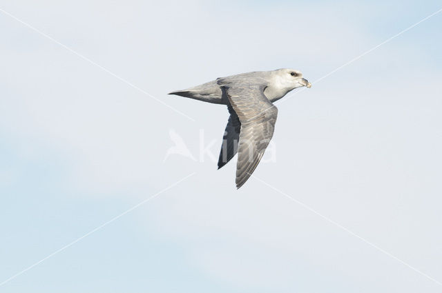 Noordse Stormvogel (Fulmarus glacialis)