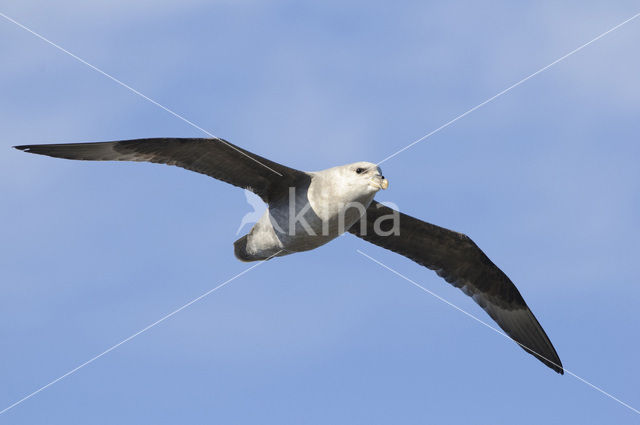 Noordse Stormvogel (Fulmarus glacialis)