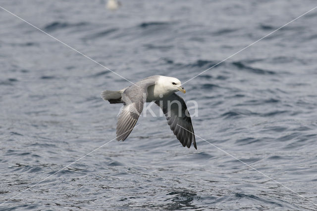 Noordse Stormvogel (Fulmarus glacialis)