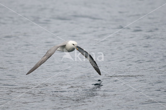 Noordse Stormvogel (Fulmarus glacialis)