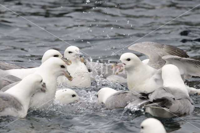 Noordse Stormvogel (Fulmarus glacialis)