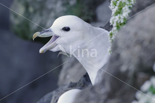 Noordse Stormvogel (Fulmarus glacialis)