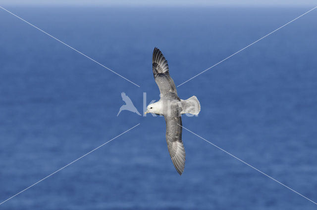 Noordse Stormvogel (Fulmarus glacialis)