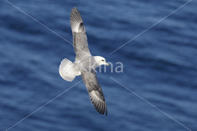 Noordse Stormvogel (Fulmarus glacialis)