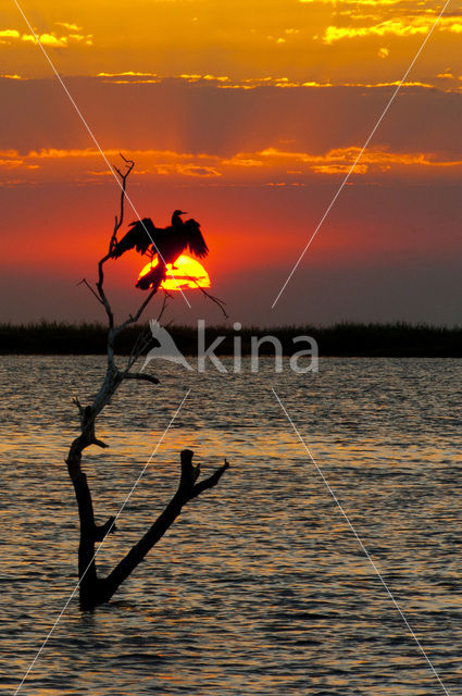 Okavango delta