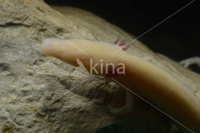 Cave Salamander