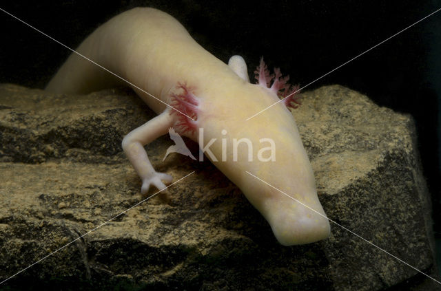 Cave Salamander