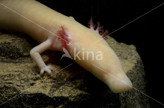 Cave Salamander