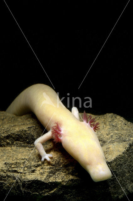 Olm (Proteus anguinus)