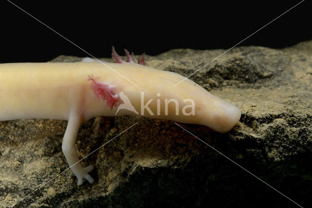 Cave Salamander