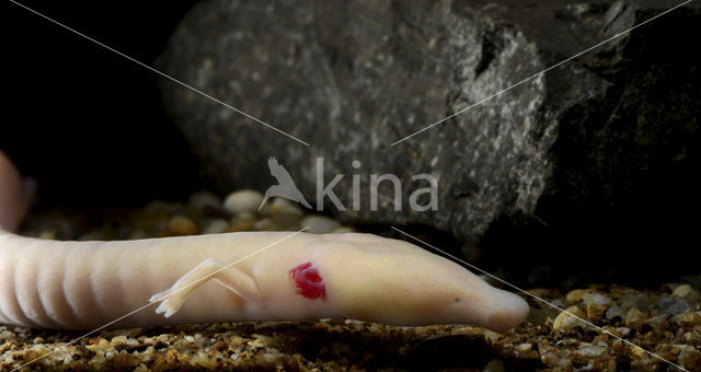 Cave Salamander