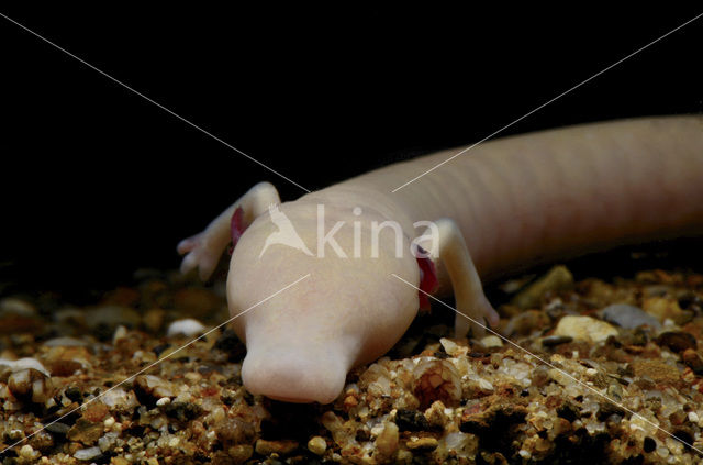 Olm (Proteus anguinus)