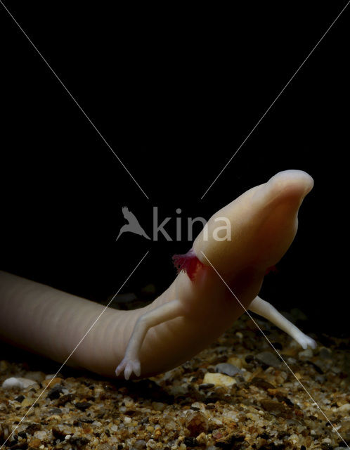 Cave Salamander