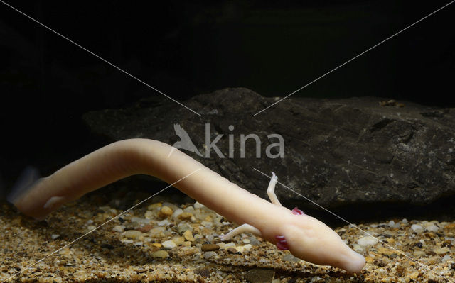 Olm (Proteus anguinus)