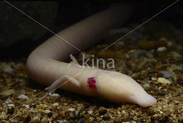 Cave Salamander