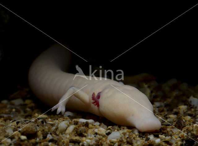 Olm (Proteus anguinus)