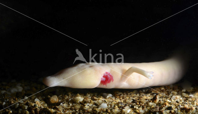 Olm (Proteus anguinus)