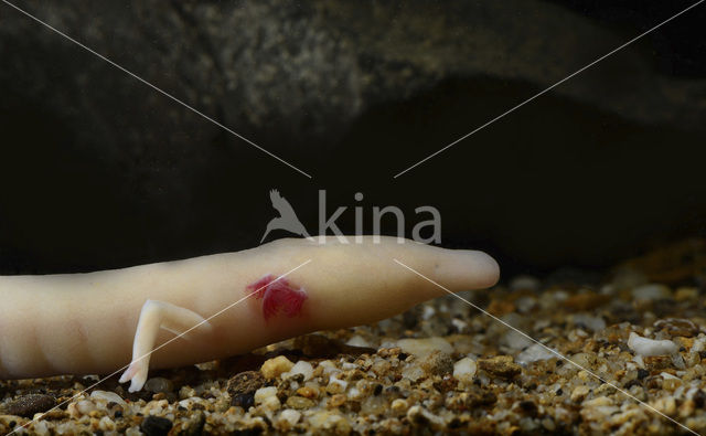 Olm (Proteus anguinus)