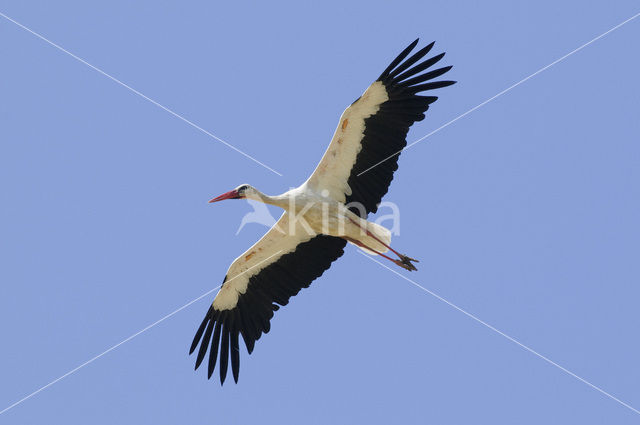 White Stork (Ciconia ciconia)