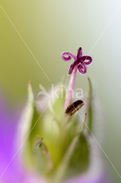 Ooievaarsbek (Geranium cinereum)