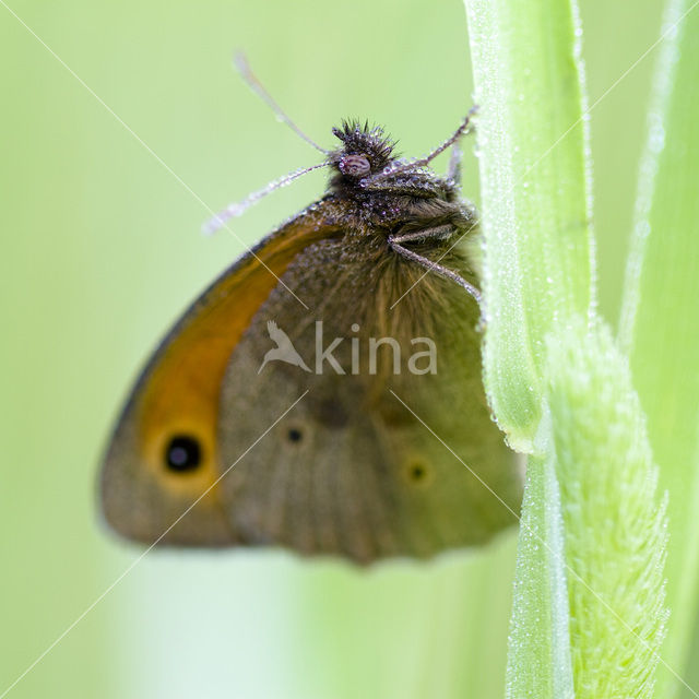 Oranje zandoogje (Pyronia tithonus)