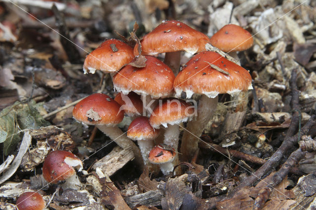 Redlead Roundhead (Psilocybe aurantiaca)