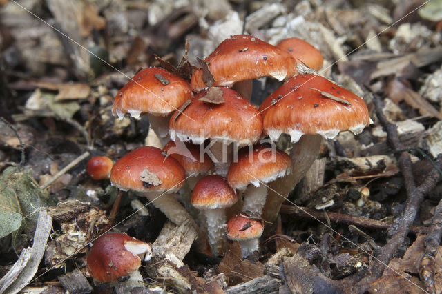 Redlead Roundhead (Psilocybe aurantiaca)