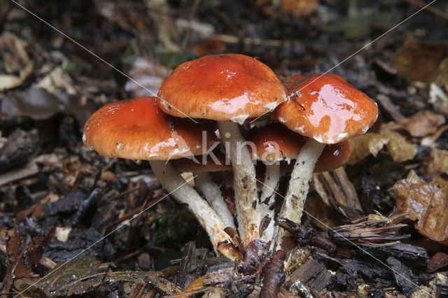 Redlead Roundhead (Psilocybe aurantiaca)