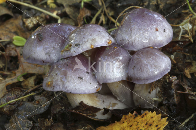 Paarse galgordijnzwam (Cortinarius croceocoeruleus)