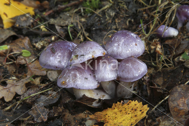 Paarse galgordijnzwam (Cortinarius croceocoeruleus)