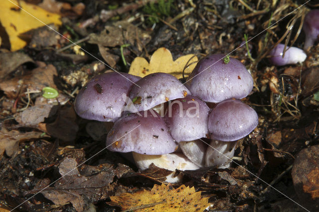 Paarse galgordijnzwam (Cortinarius croceocoeruleus)