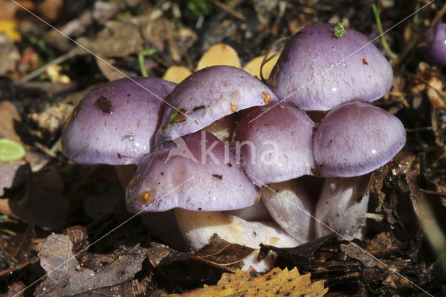 Webcap (Cortinarius croceocoeruleus)